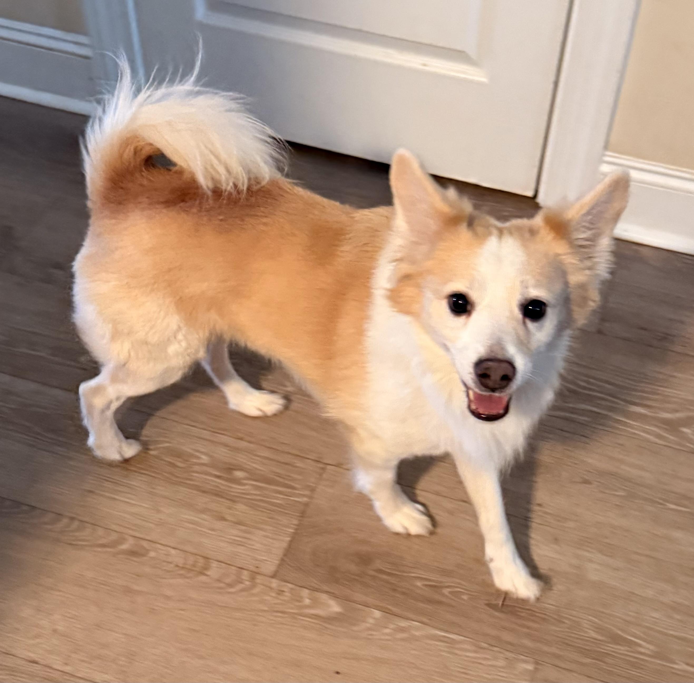 Sammy, adoptable, Adult Male Spitz.