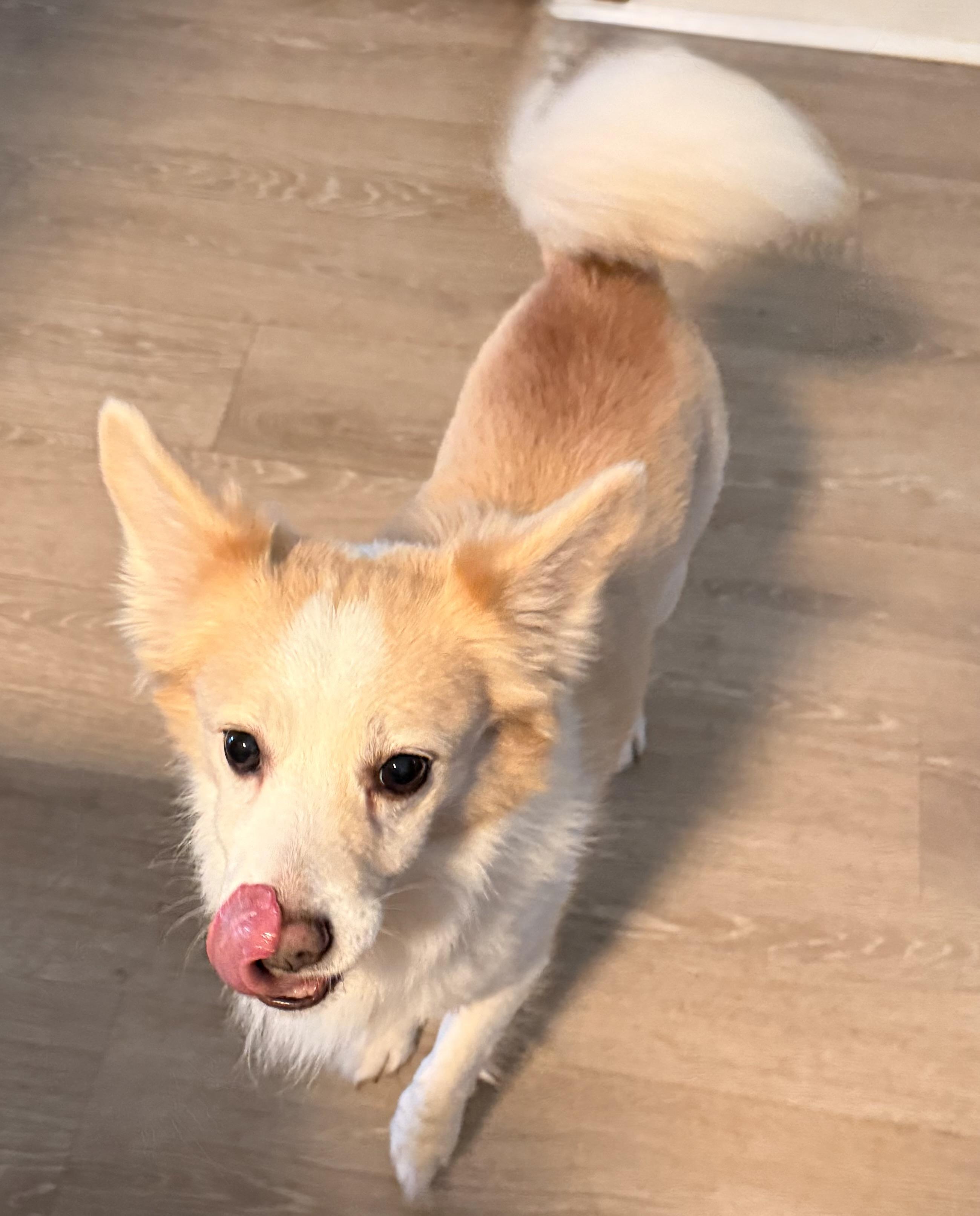 Sammy, an adoptable mixed breed in Charlotte, NC image 2/3
