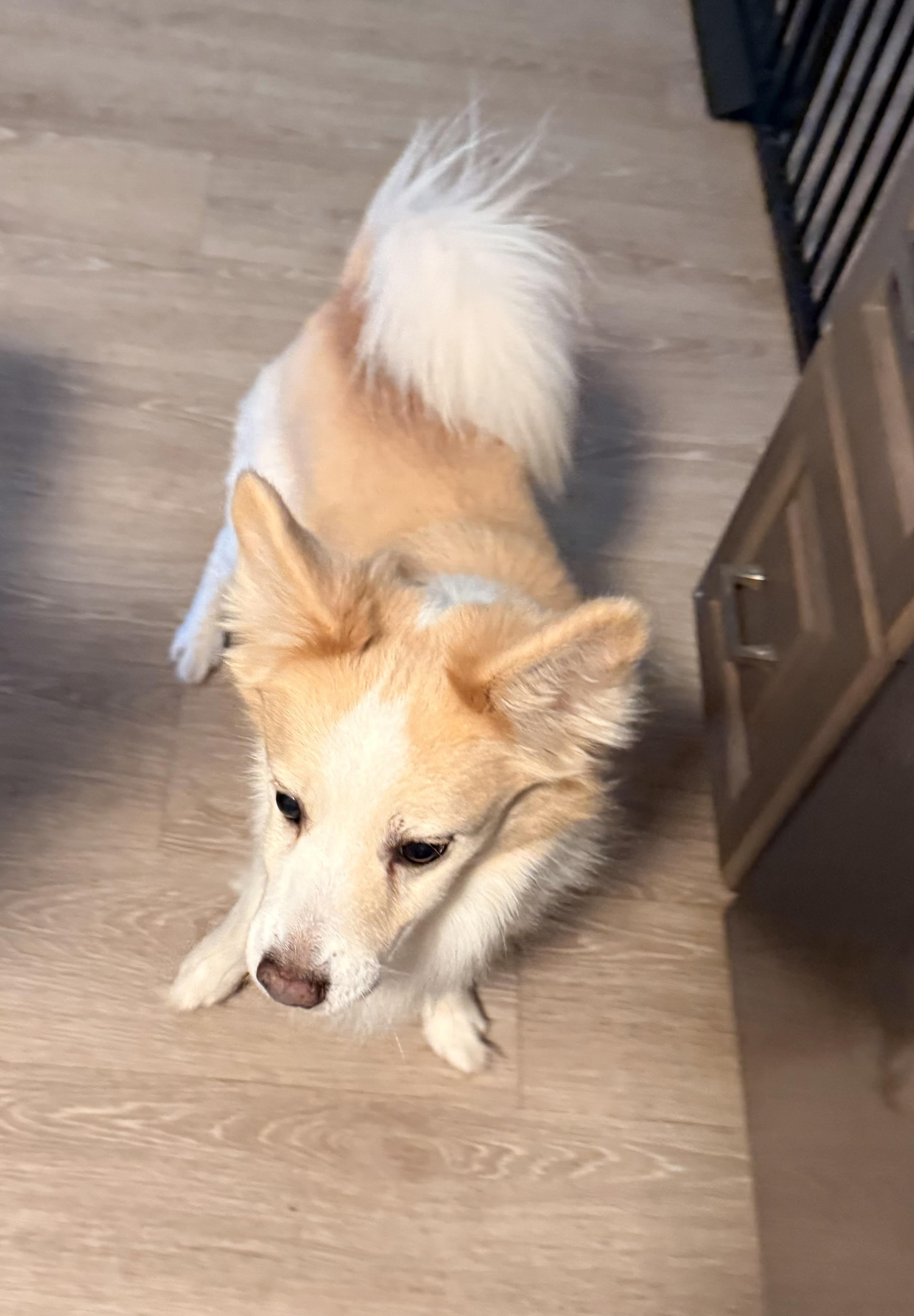 Sammy, an adoptable mixed breed in Charlotte, NC image 3/3