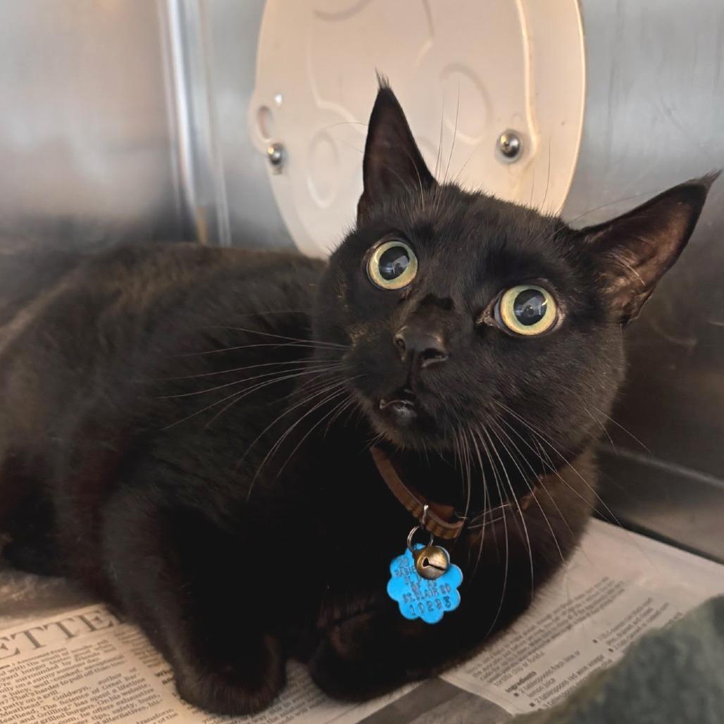 Enlarge Guiron, a Adoptable Domestic Short Hair in Belleville, IL image 1/1