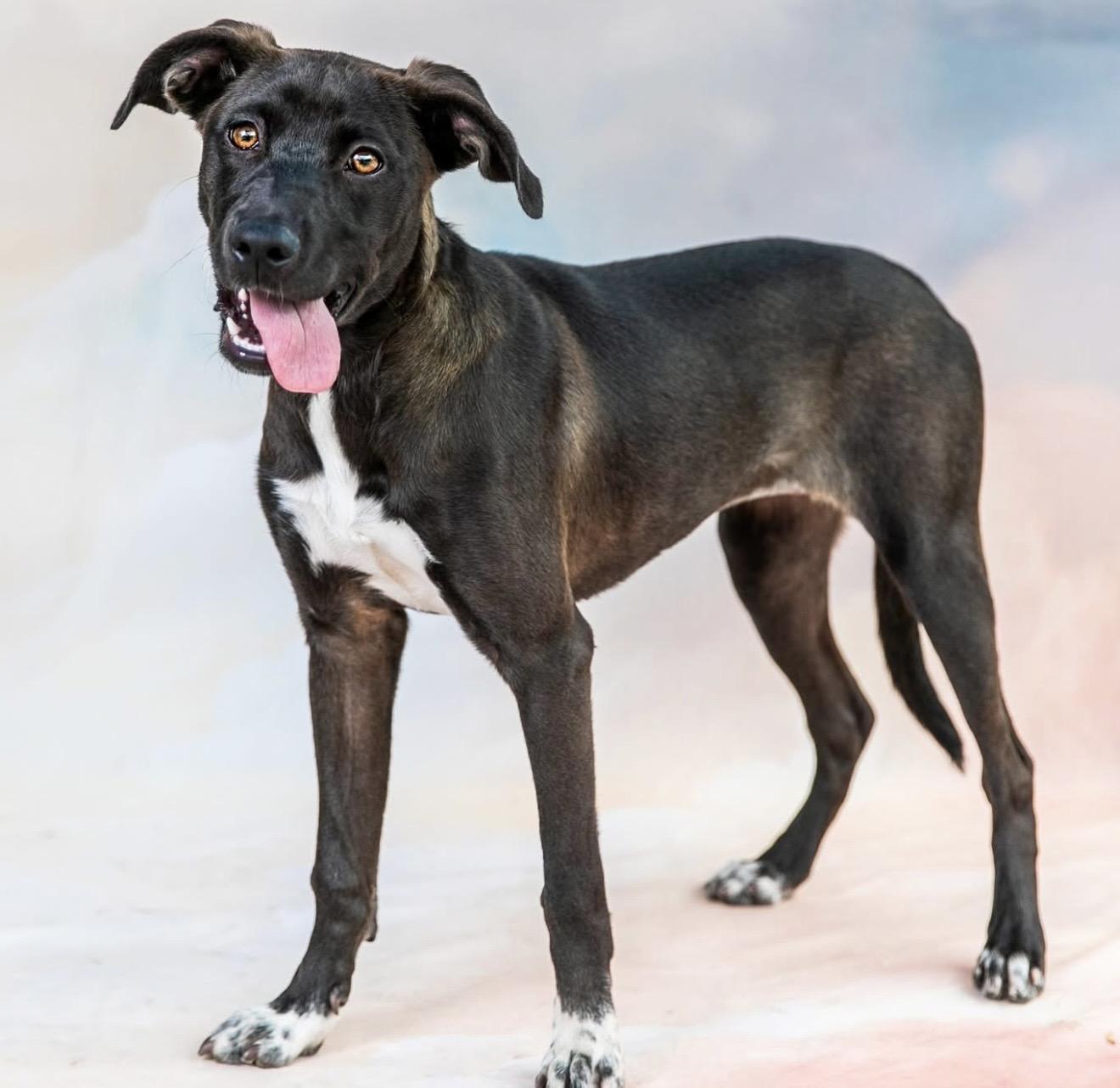 Enlarge Tsuki, a Adopted mixed breed in Eugene, OR image 3/4