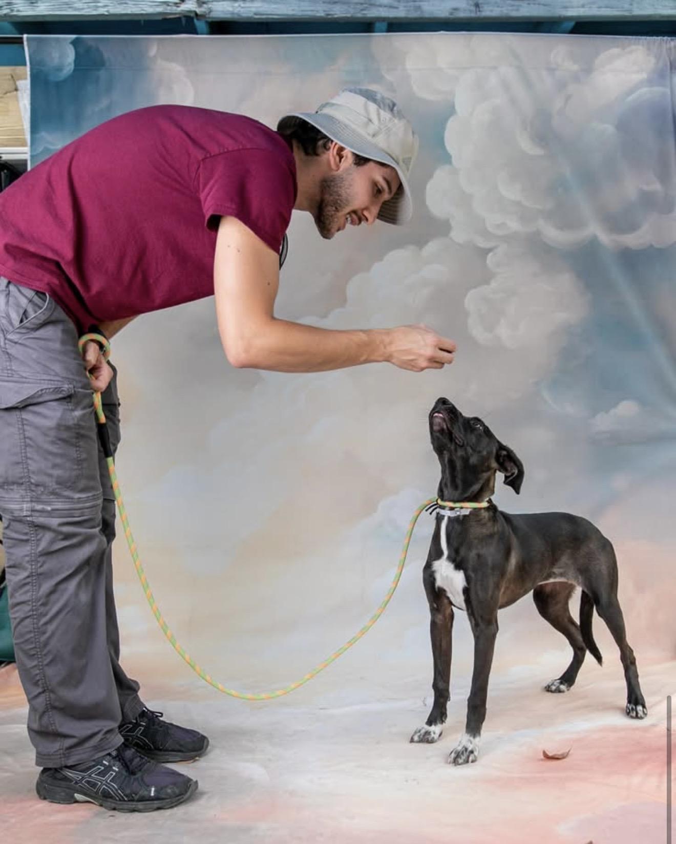 Enlarge Tsuki, a Adopted mixed breed in Eugene, OR image 4/4
