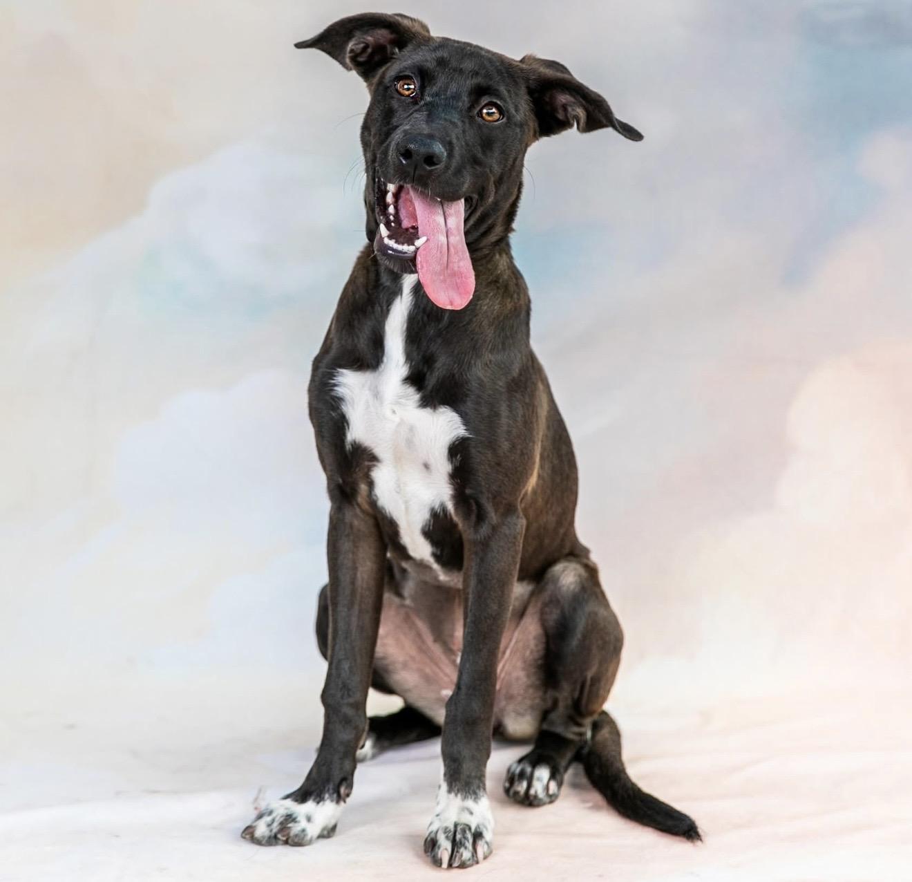 Tsuki, Adopted, Young Female Black Labrador Retriever & Mountain Cur.