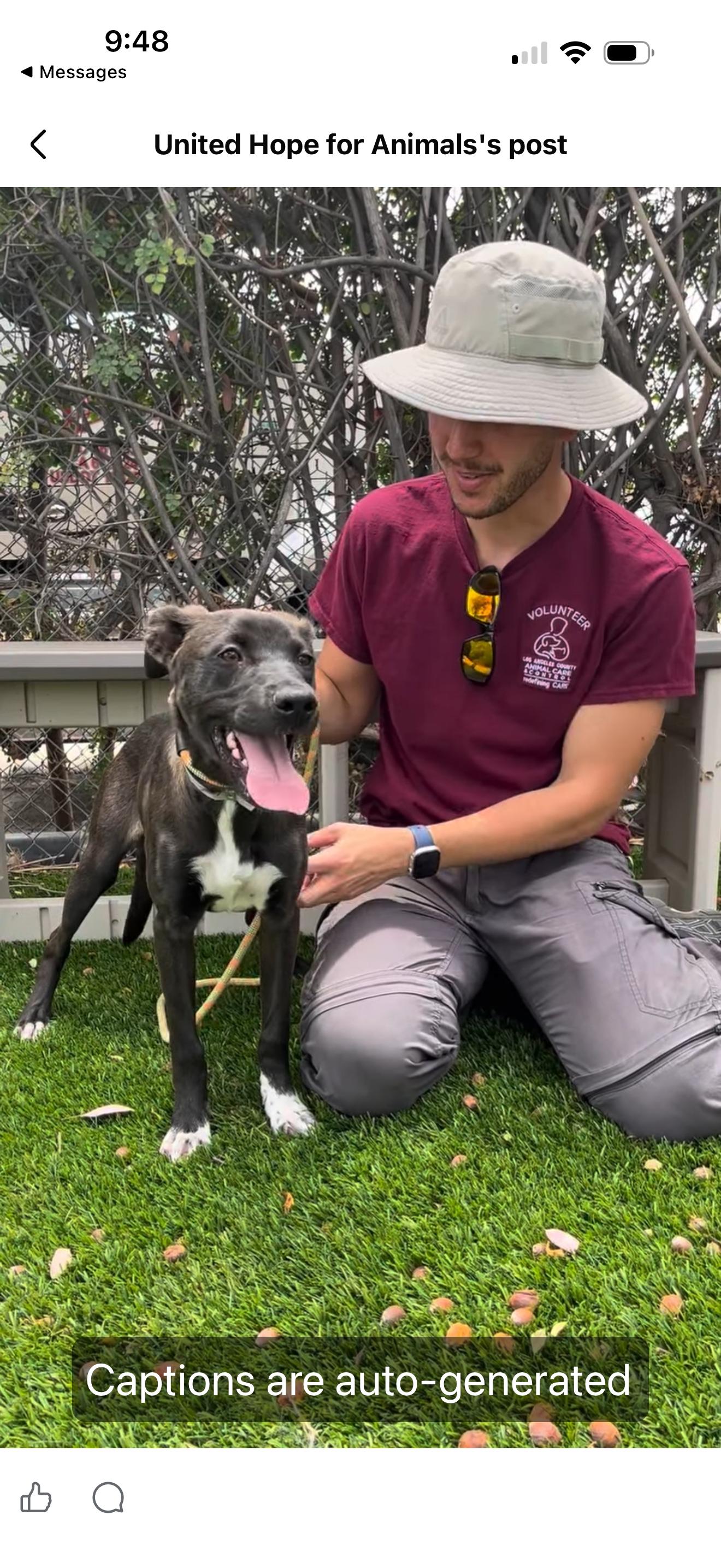 Enlarge Tsuki, a Adopted mixed breed in Eugene, OR image 2/4