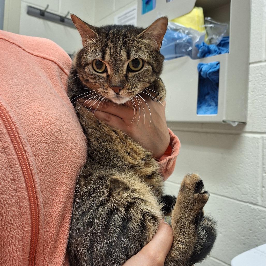 Melina, Adoptable, Adult Female Domestic Short Hair.