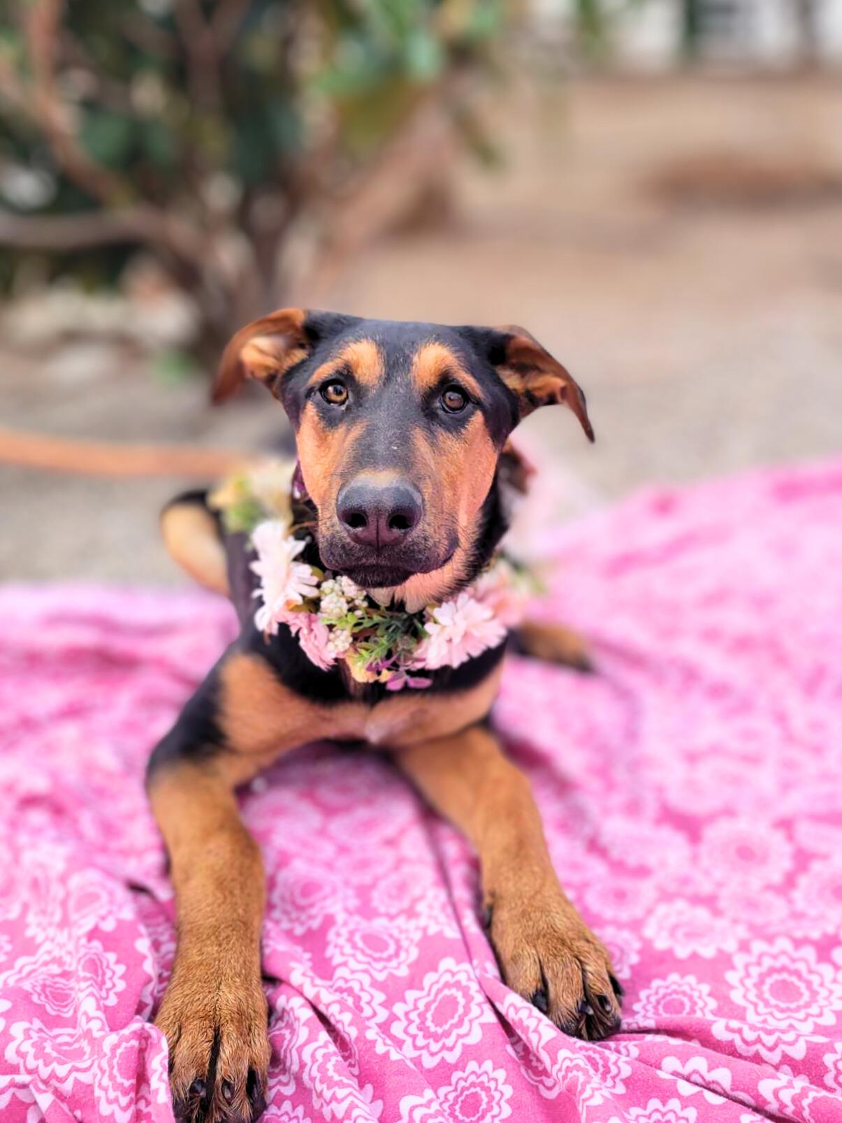 Anastasia, a Adoptable mixed breed in Temecula, CA image 5/5
