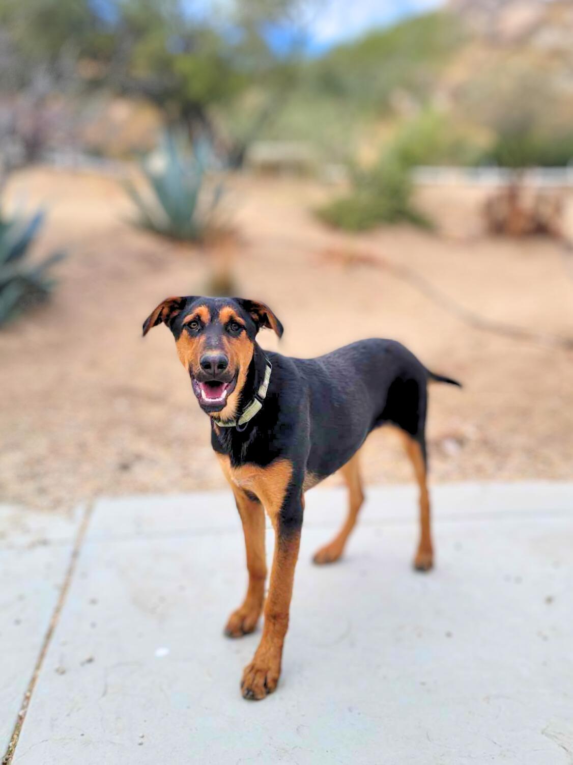 Anastasia, Adoptable, Young Female Doberman Pinscher.