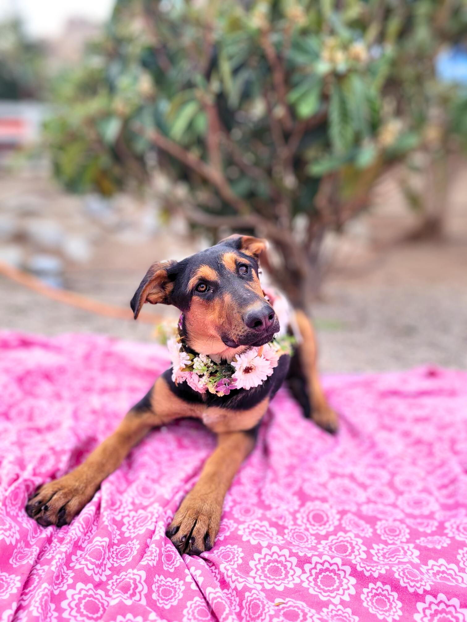 Anastasia, a Adoptable mixed breed in Temecula, CA image 4/5