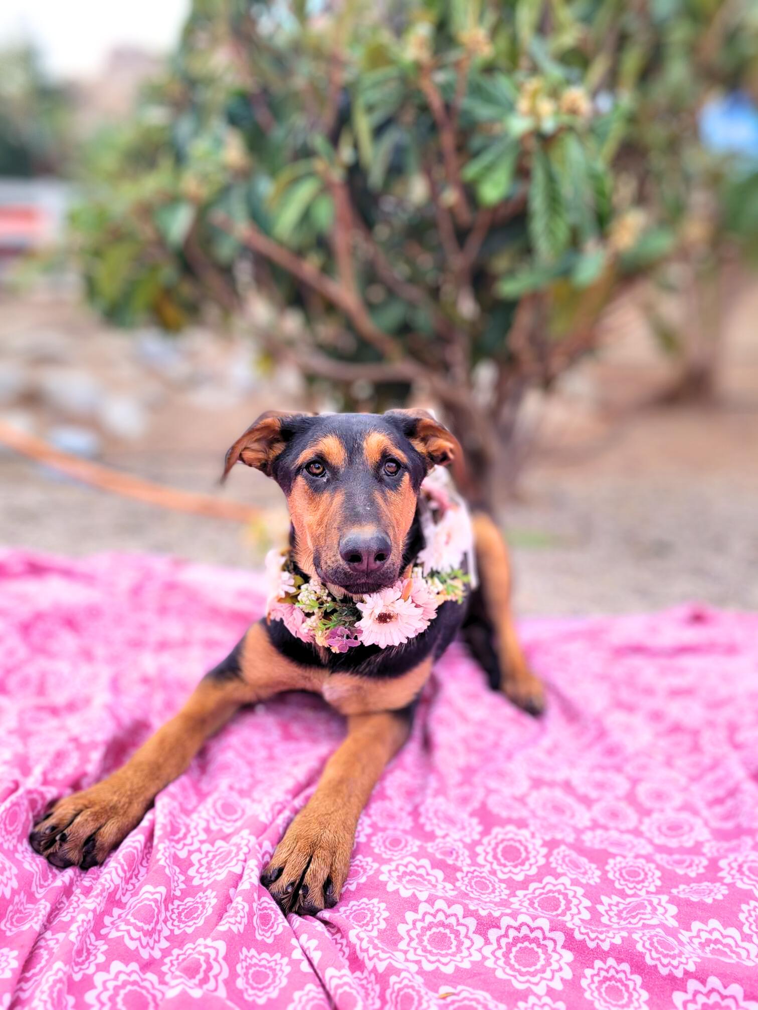 Anastasia, a Adoptable mixed breed in Temecula, CA image 2/5