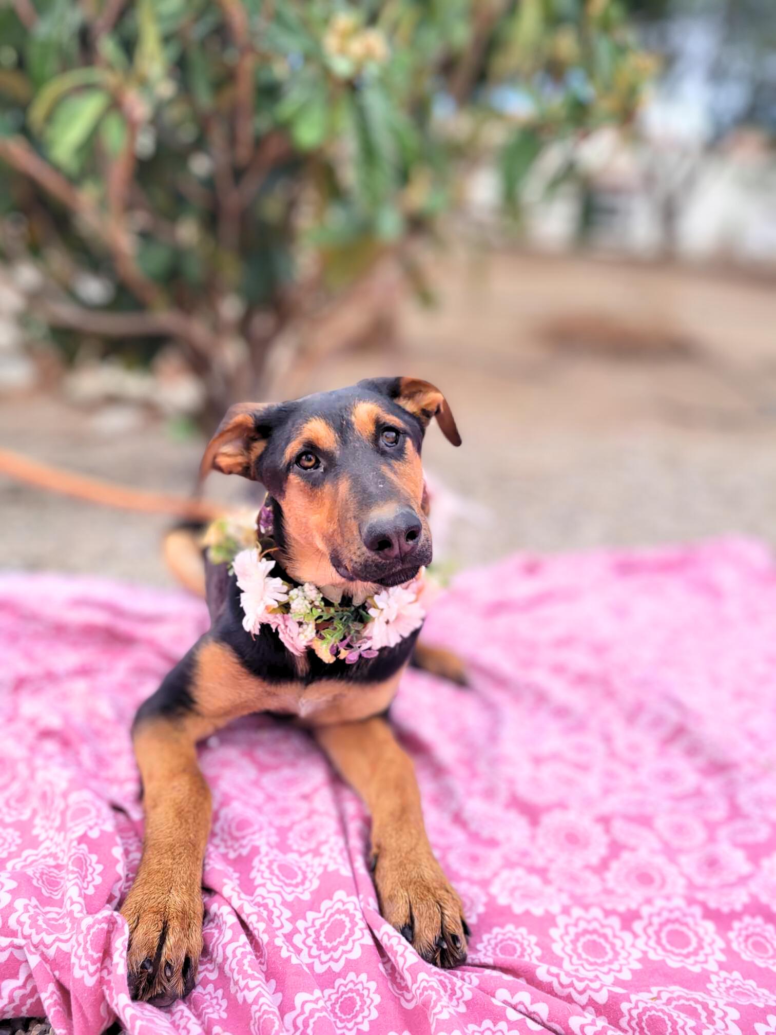 Anastasia, a Adoptable mixed breed in Temecula, CA image 3/5