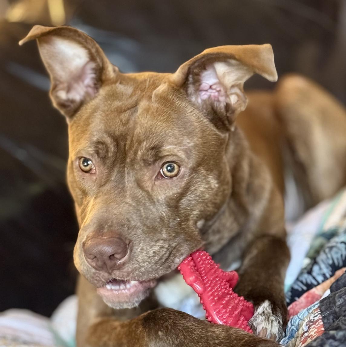 Rucker, a Adoptable mixed breed in Roswell, GA image 3/4