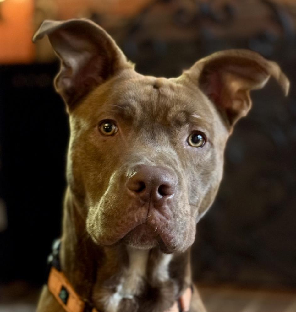 Rucker, Adoptable, Adult Male Pit Bull Terrier.