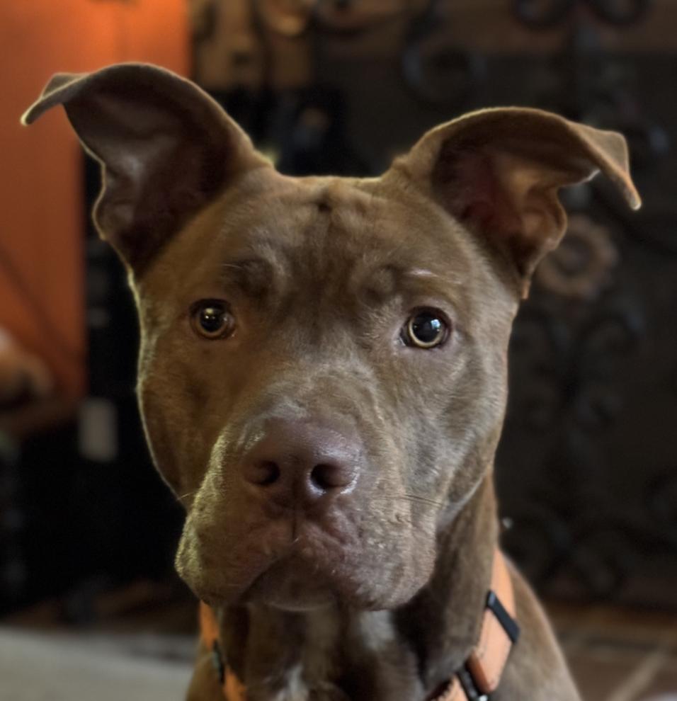 Rucker, a Adoptable mixed breed in Roswell, GA image 4/4