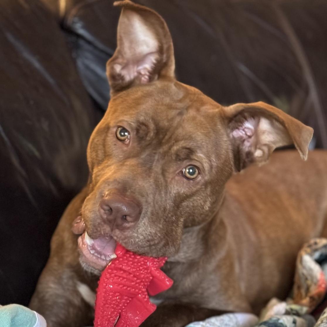 Rucker, a Adoptable mixed breed in Roswell, GA image 1/4
