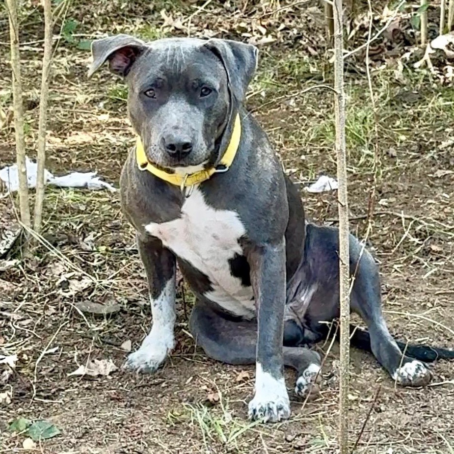 Glo, a Adoptable mixed breed in Johnston, RI image 1/6