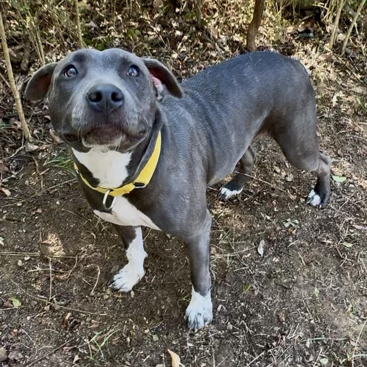 Glo, a Adoptable mixed breed in Johnston, RI image 2/6