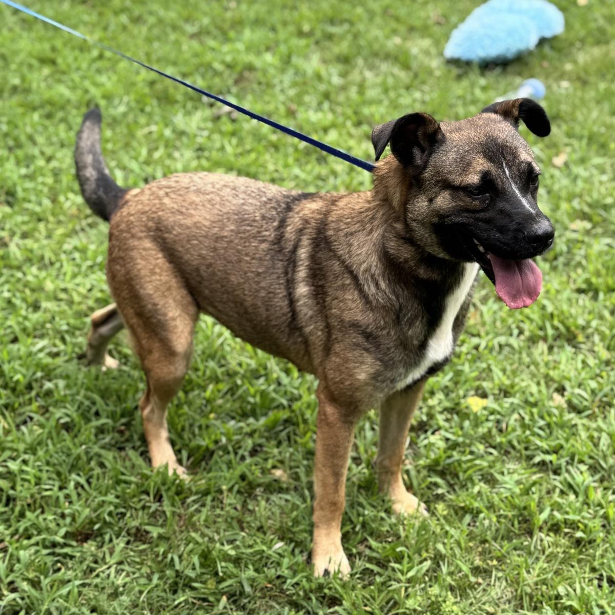 Enlarge Kie, a Adoptable Shepherd in Locust Fork, AL image 1/3
