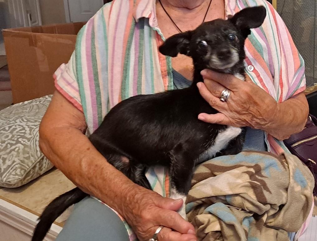 Enlarge Jenna, a Adoptable mixed breed in Albuquerque, NM image 1/1