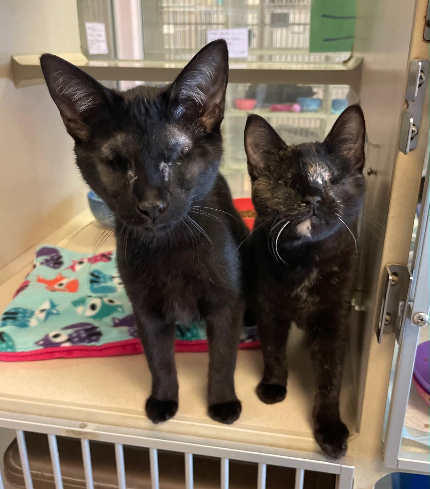 Mitzi and Radar, a ADOPTABLE Domestic Short Hair in Mansfield, OH image 2/2