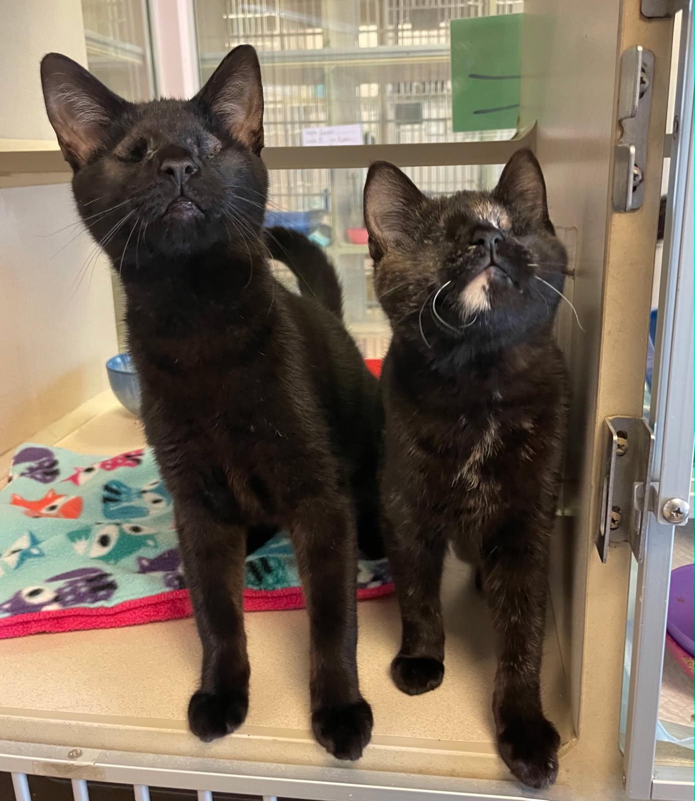 Mitzi and Radar, ADOPTABLE, Young Female Domestic Short Hair.