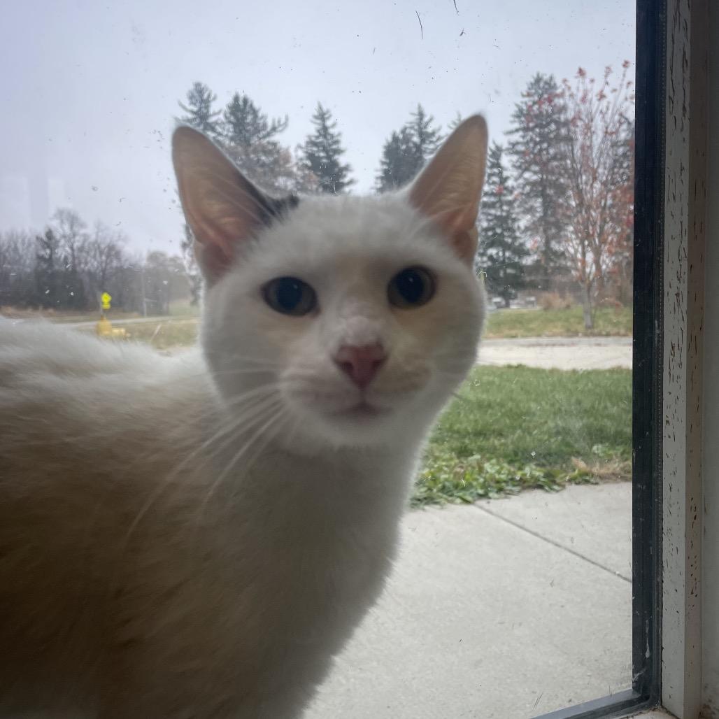 Ringo, Adoptable, Young Male Domestic Short Hair.