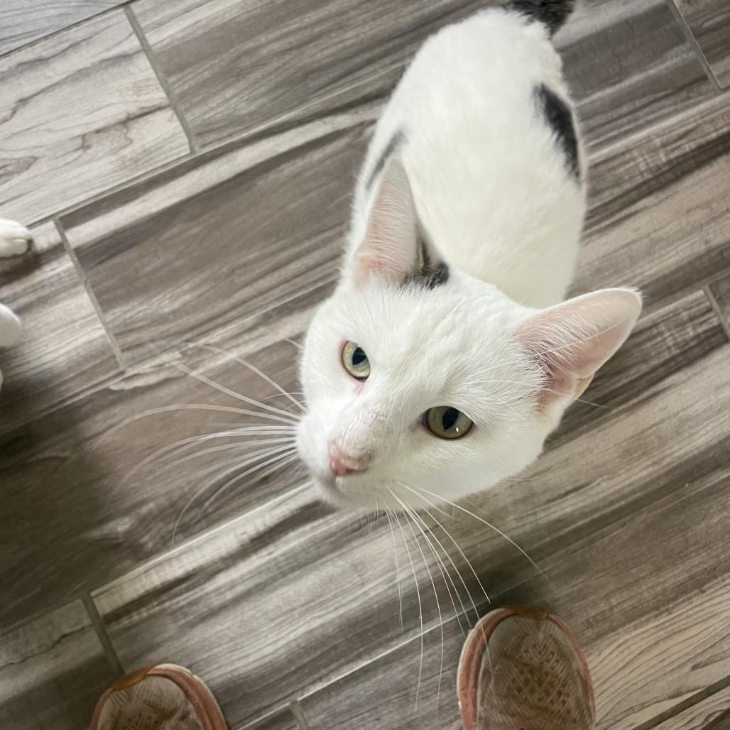 Enlarge Ringo, a Adoptable Domestic Short Hair image 2/4