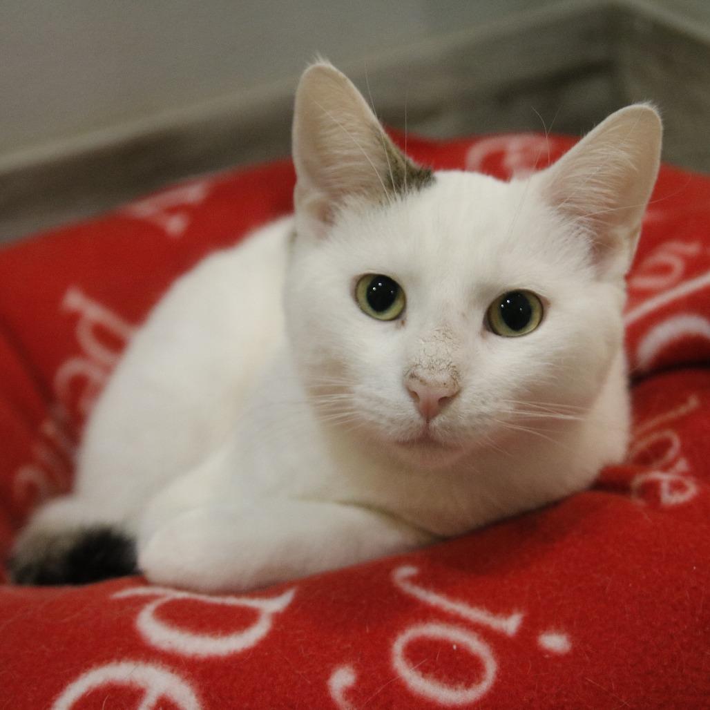 Enlarge Ringo, a Adoptable Domestic Short Hair image 3/4