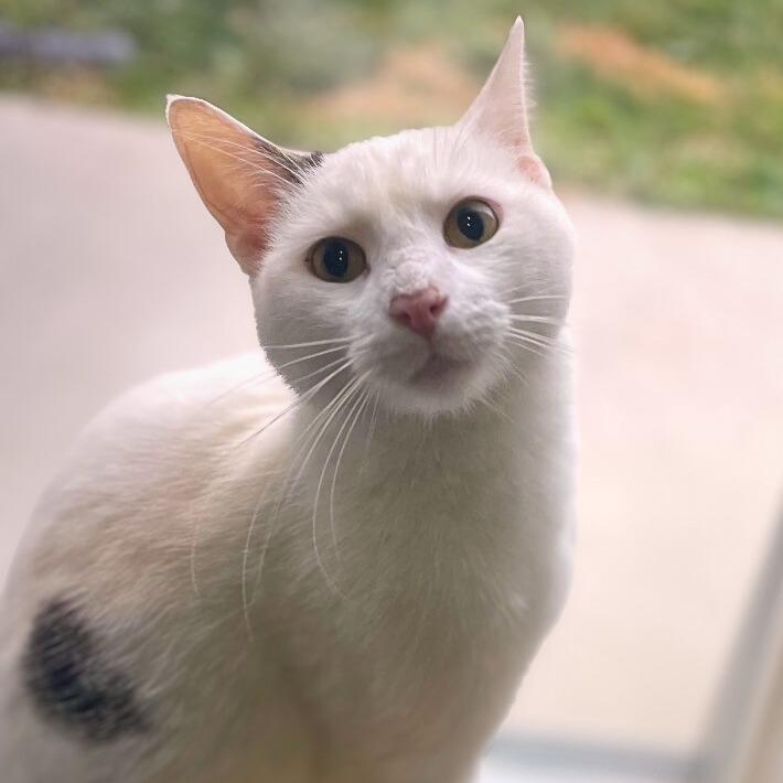 Enlarge Ringo, a Adoptable Domestic Short Hair image 4/4