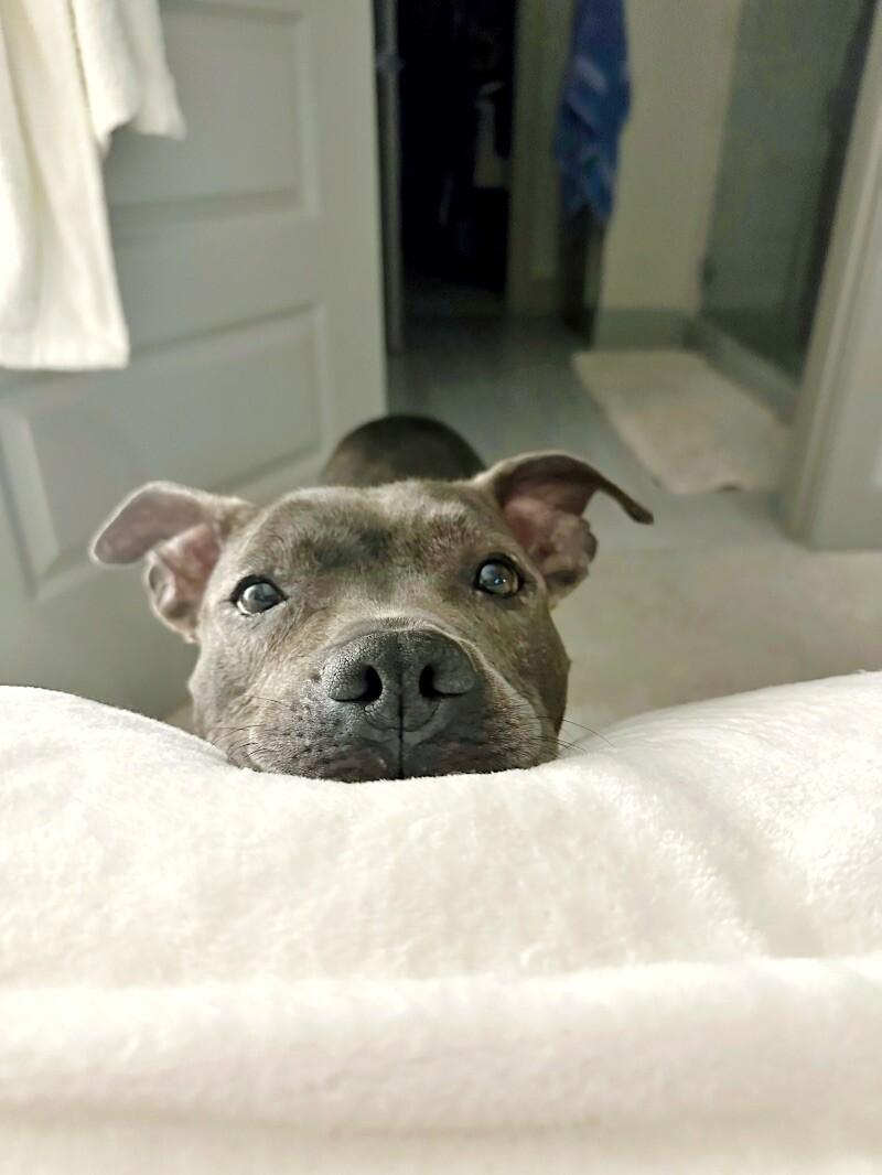 Lola Lovebug your Soulmate on Four Paws — thumbnail 3