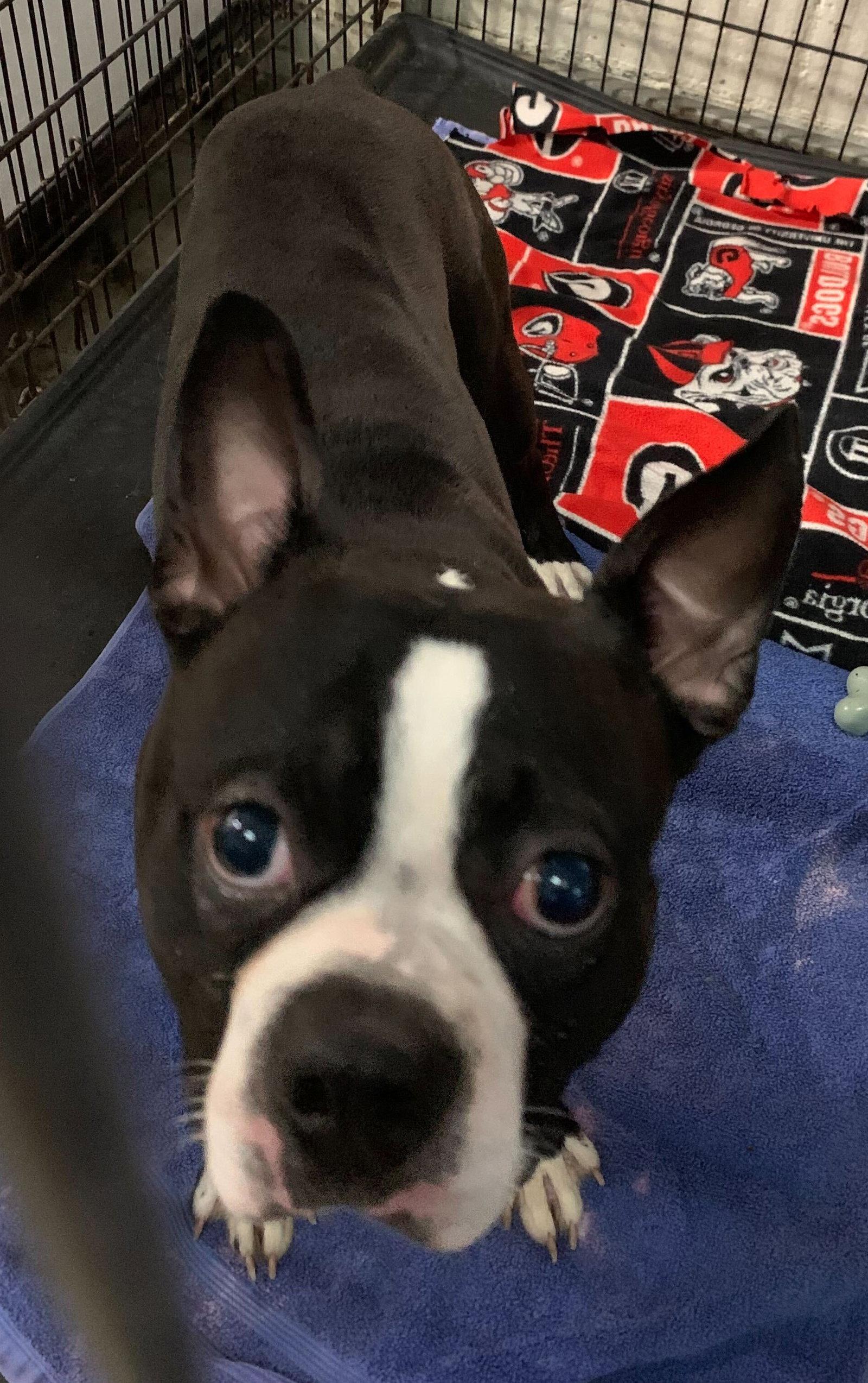 Enlarge Deacon -CCHS, a Adopted Boston Terrier in Locust Grove, GA image 1/1