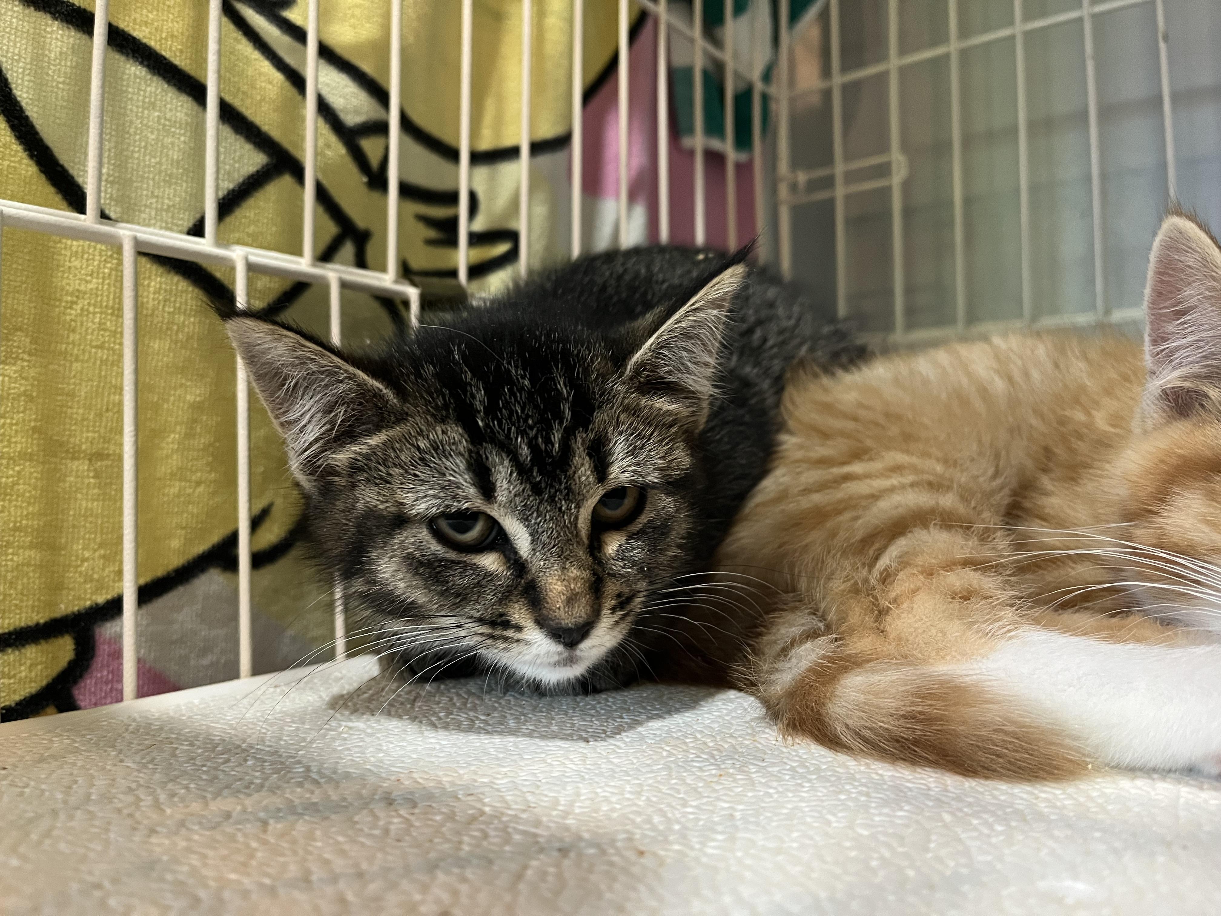 Toucan Samantha, an adopted Domestic Short Hair in Salisbury, MA image 1/4