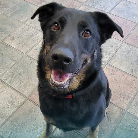 Enlarge Marley, a Adoptable mixed breed in Grand Island, NE image 1/1