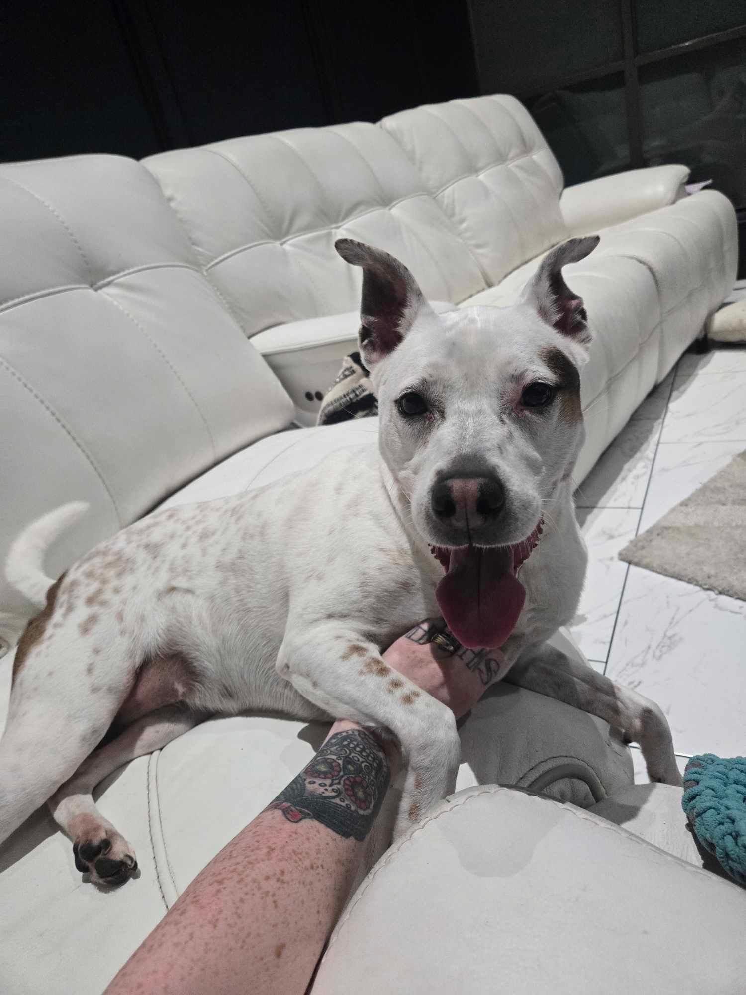 Enlarge Olive, a Adoptable mixed breed in Tomball, TX image 4/4