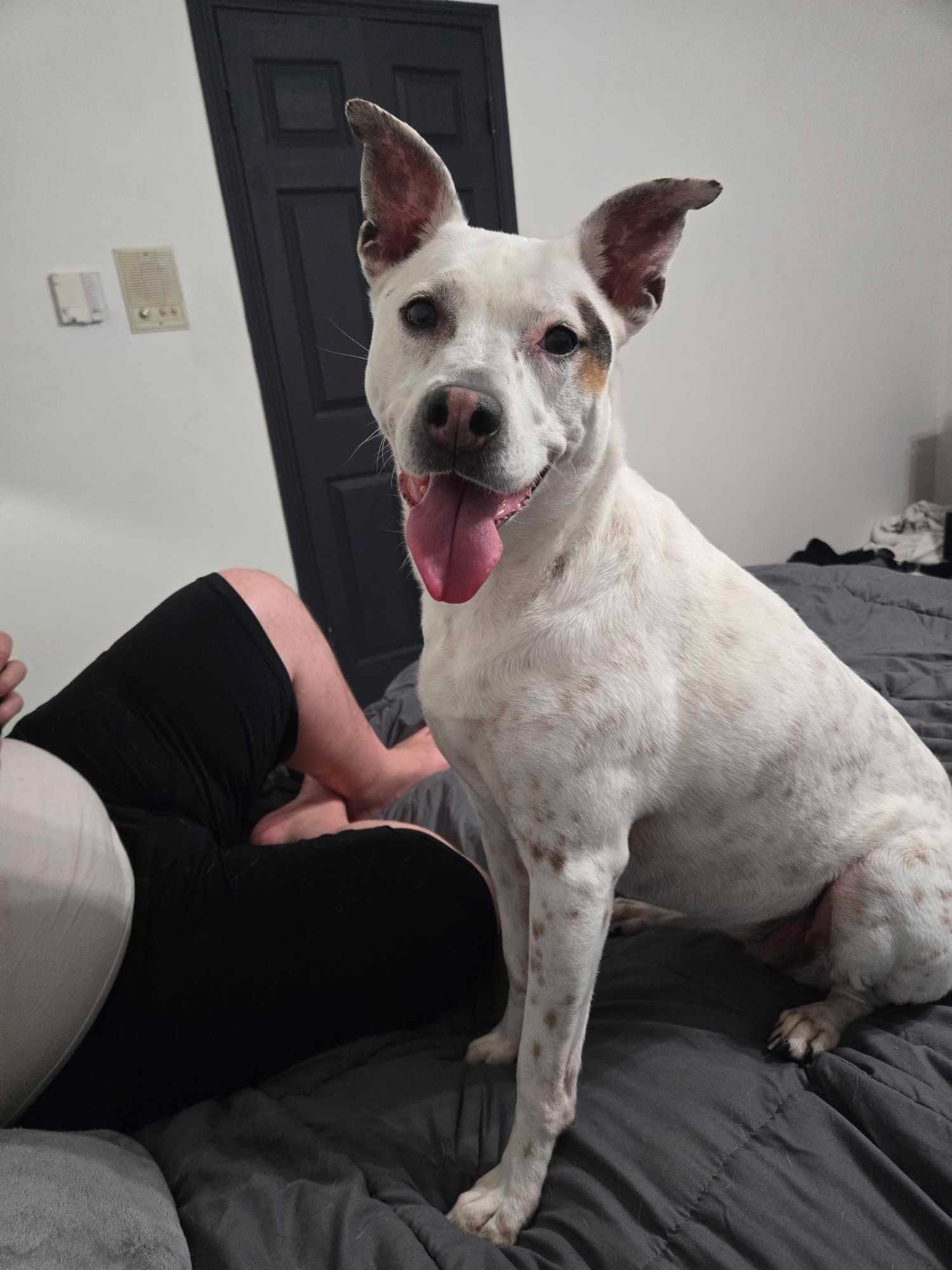 Enlarge Olive, a Adoptable mixed breed in Tomball, TX image 2/4