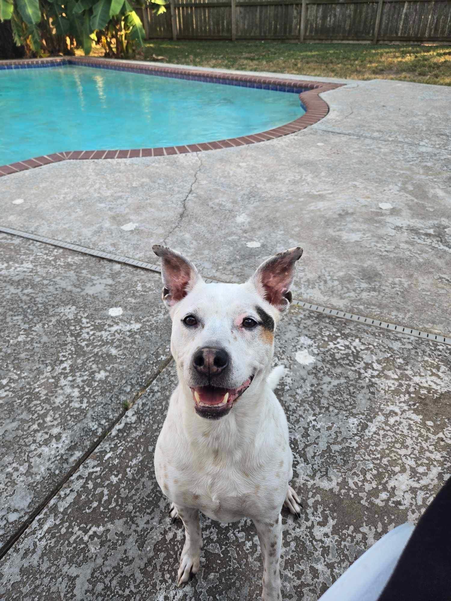 Enlarge Olive, a Adoptable mixed breed in Tomball, TX image 3/4