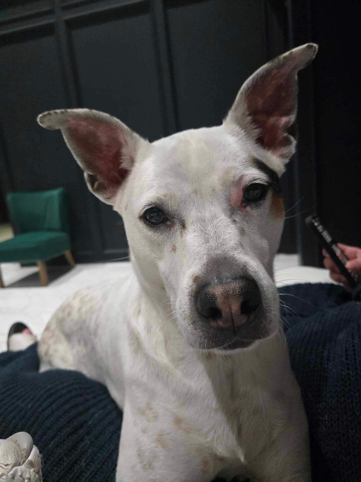 Enlarge Olive, a Adoptable mixed breed in Tomball, TX image 1/4