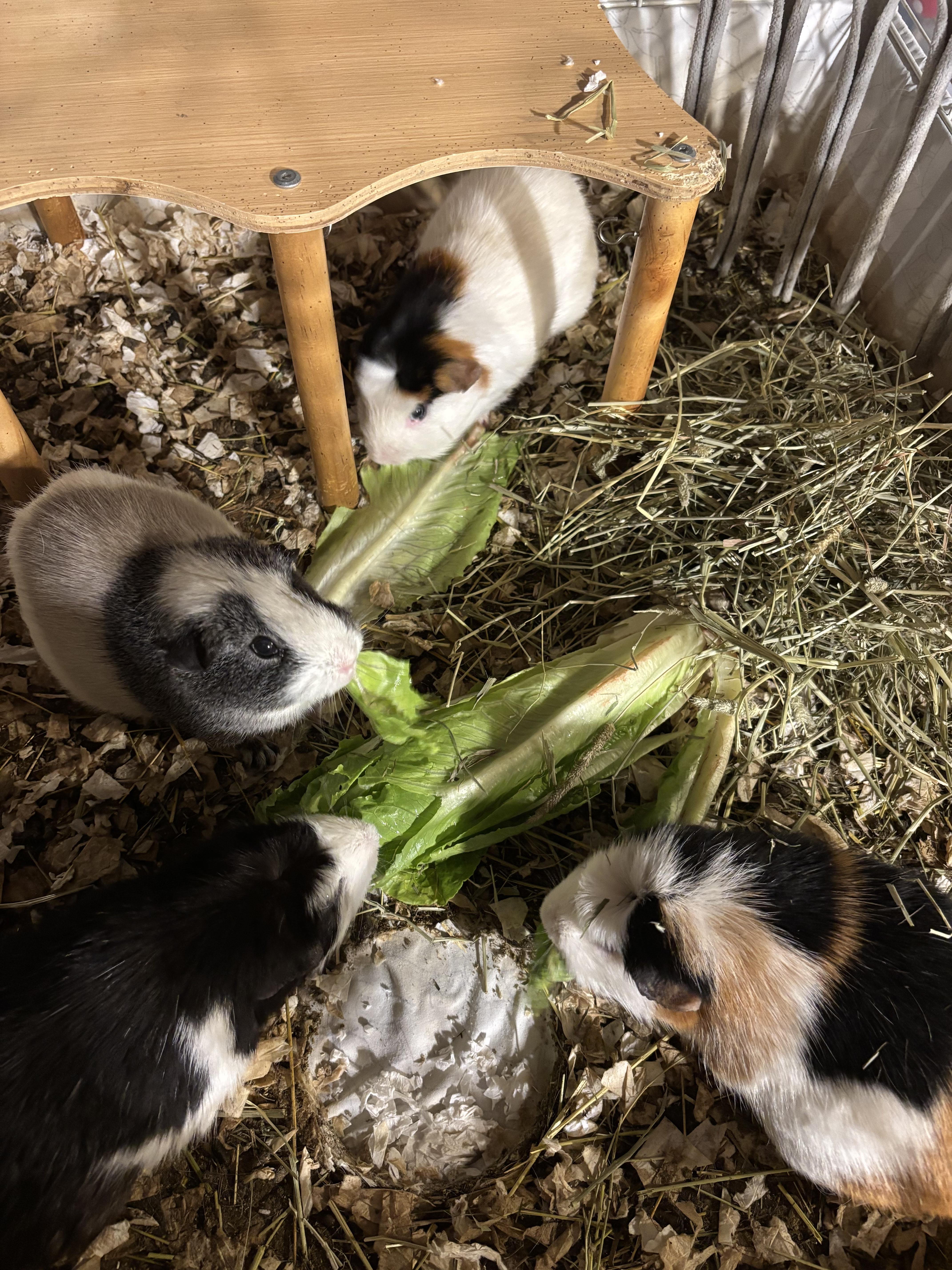 The Golden Girls, Adoptable, Senior Female Guinea Pig.