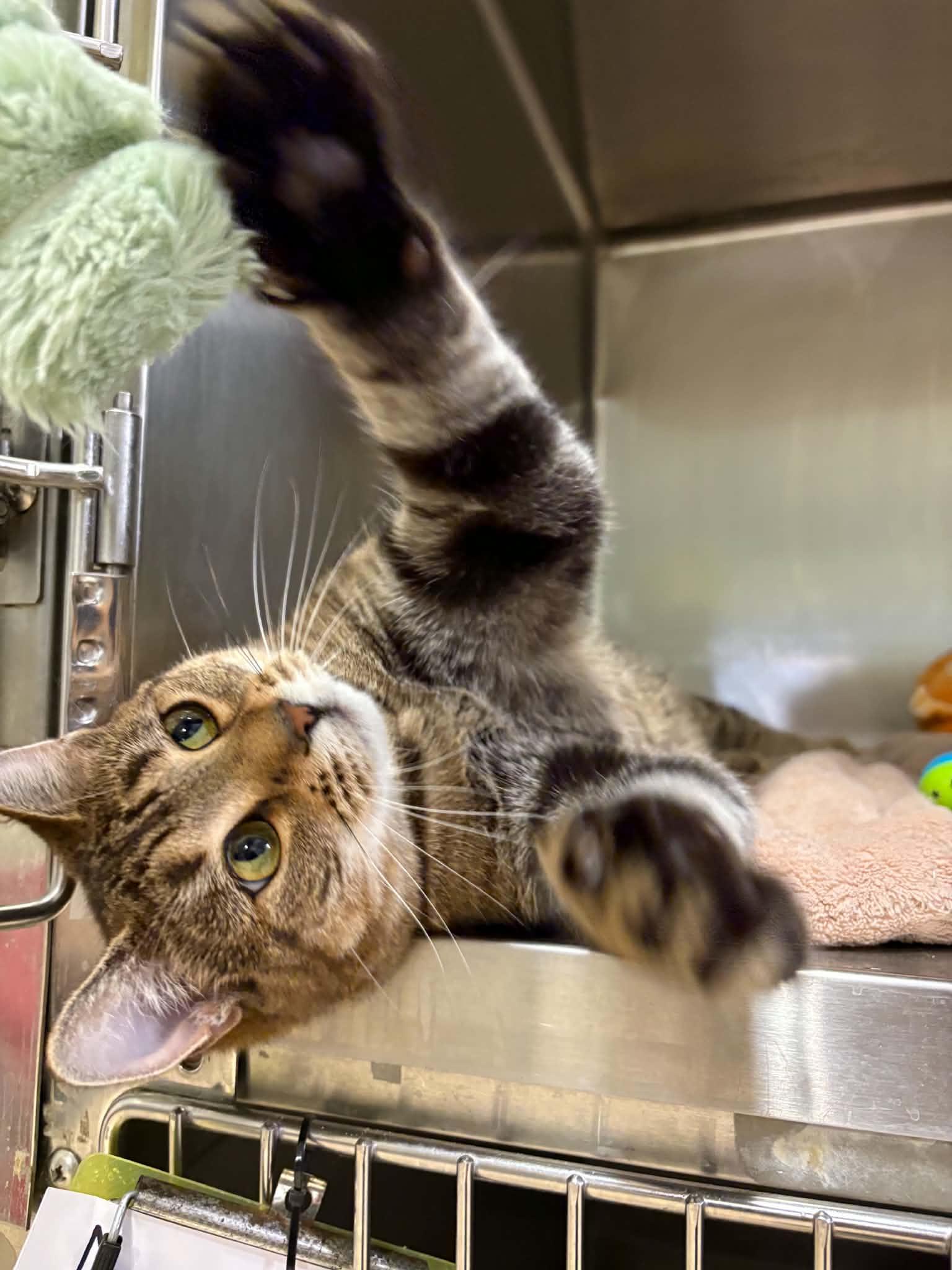 Enlarge Haley, a ADOPTABLE Domestic Short Hair in Paris, ME image 2/3