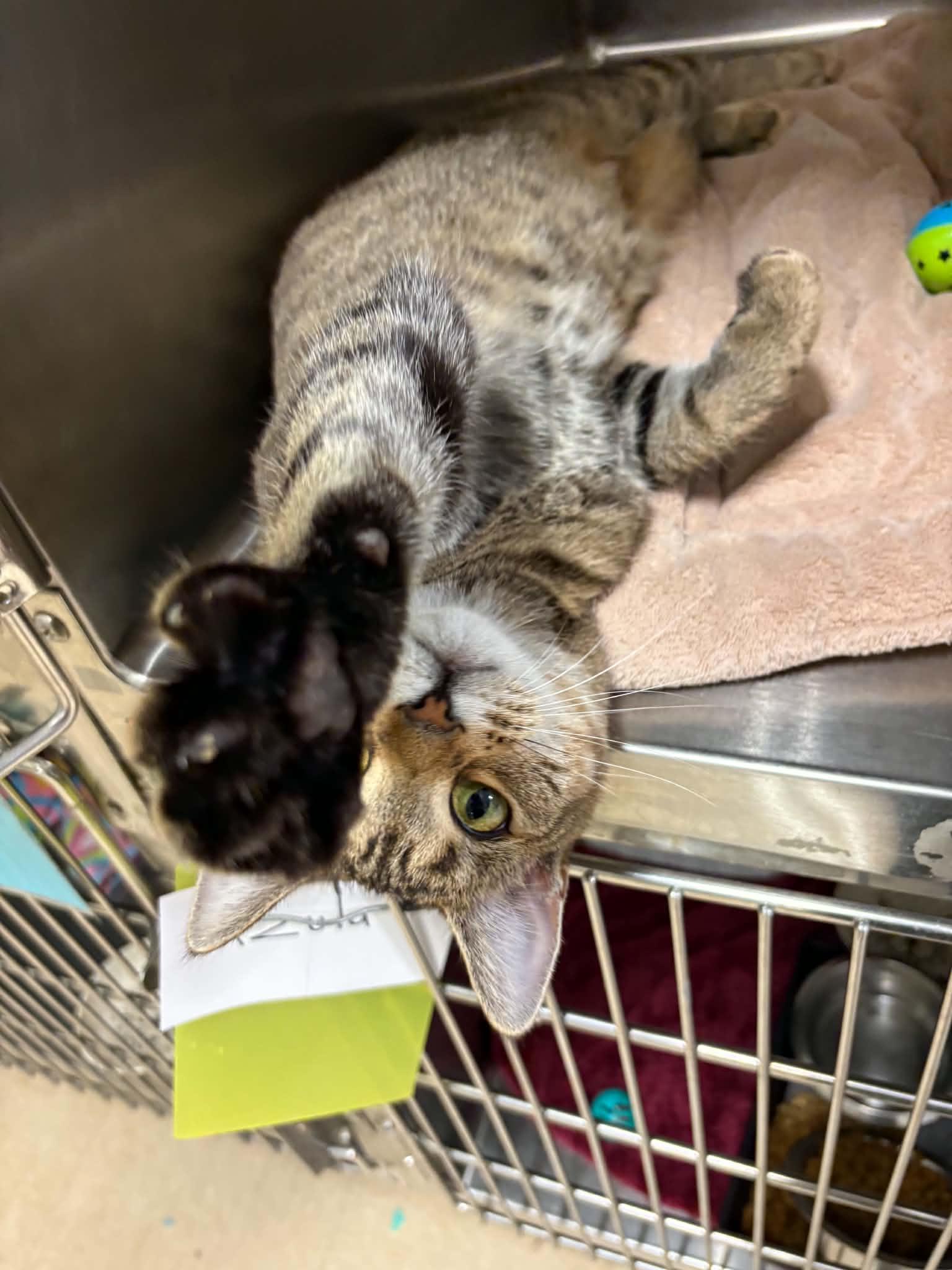 Enlarge Haley, a ADOPTABLE Domestic Short Hair in Paris, ME image 3/3