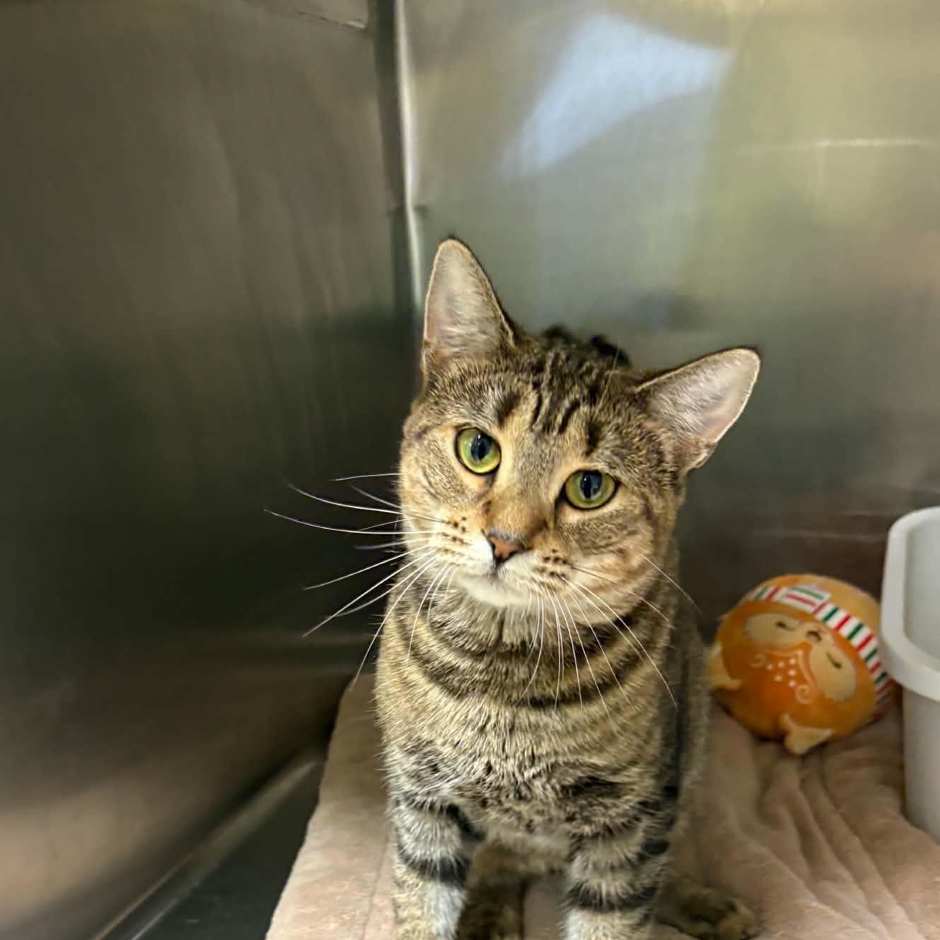 Haley, ADOPTABLE, Adult Female Domestic Short Hair.