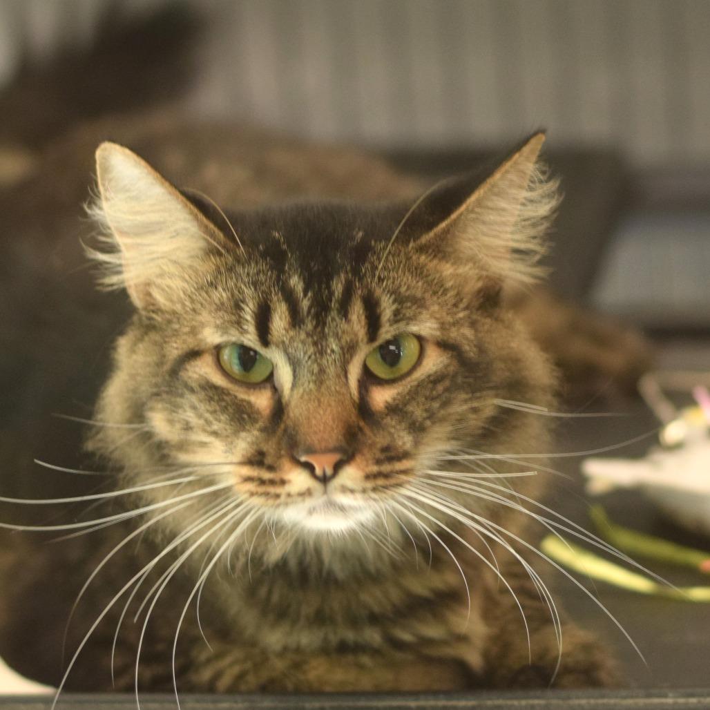 Enlarge Kelly, a Adoptable Domestic Medium Hair in Belleville, IL image 1/2