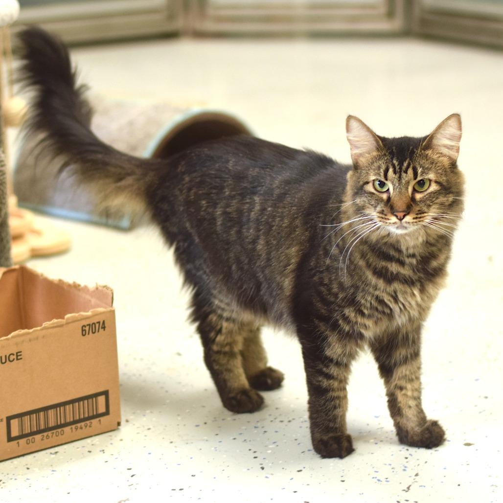 Enlarge Kelly, a Adoptable Domestic Medium Hair in Belleville, IL image 2/2