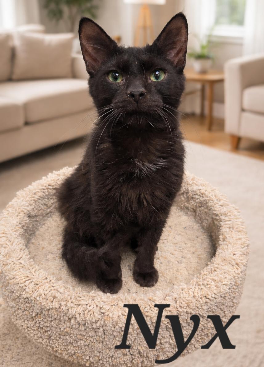 Nyx, adopted, Young Male Domestic Medium Hair.