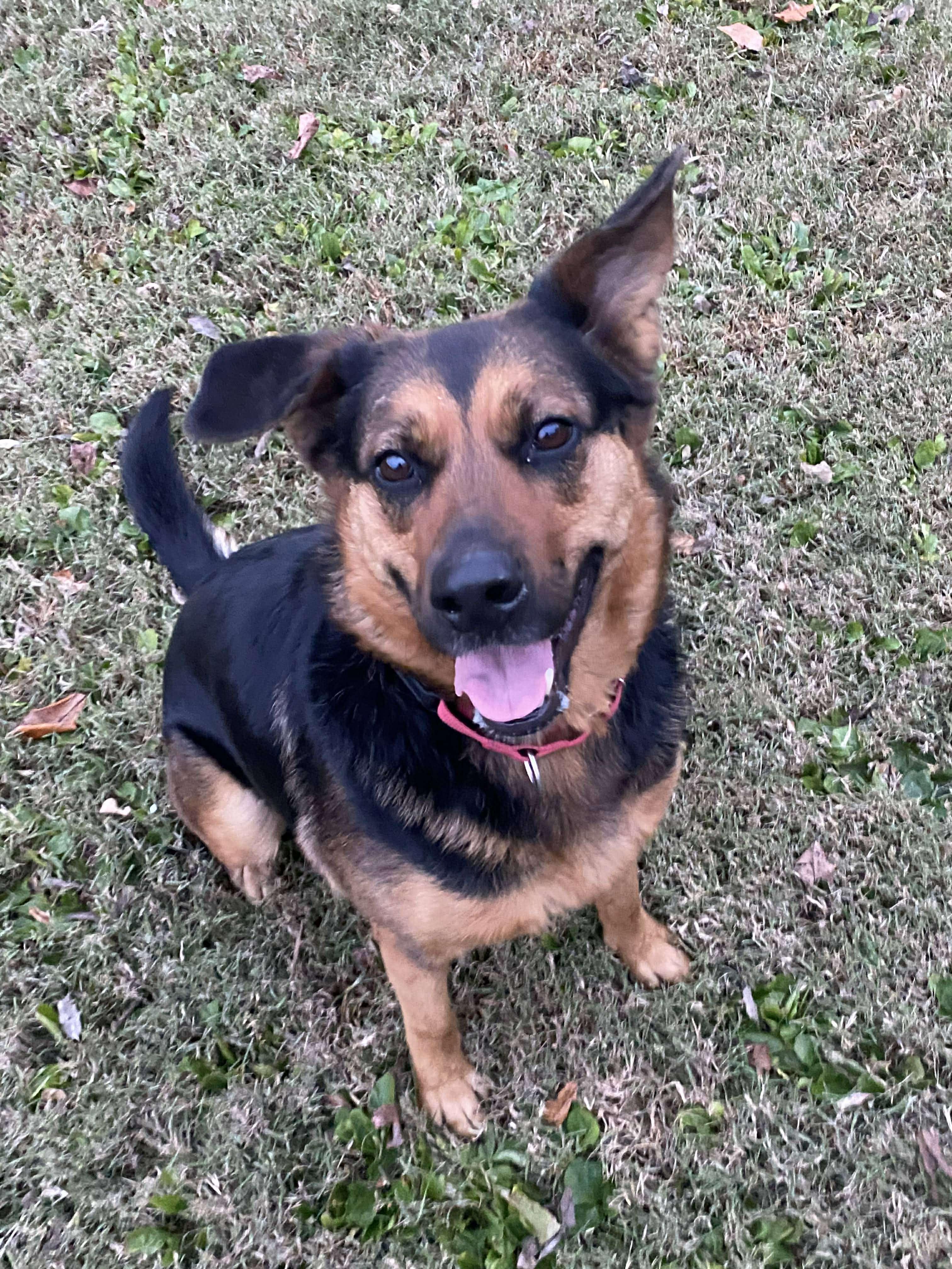 Farley, a Adoptable mixed breed in Sewaren, NJ image 1/6