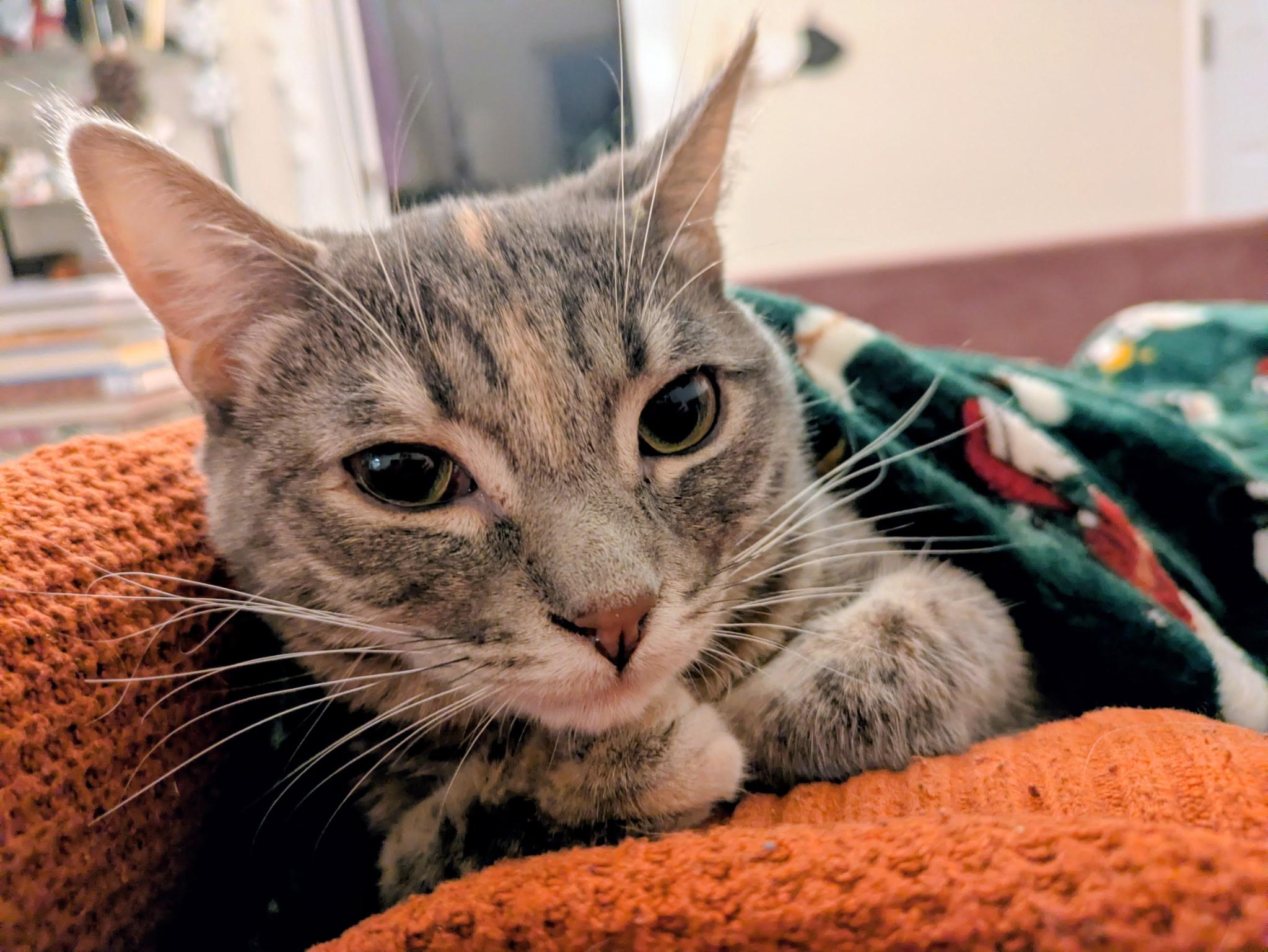 Enlarge Angie, a ADOPTABLE Domestic Short Hair in Liverpool, NY image 4/5