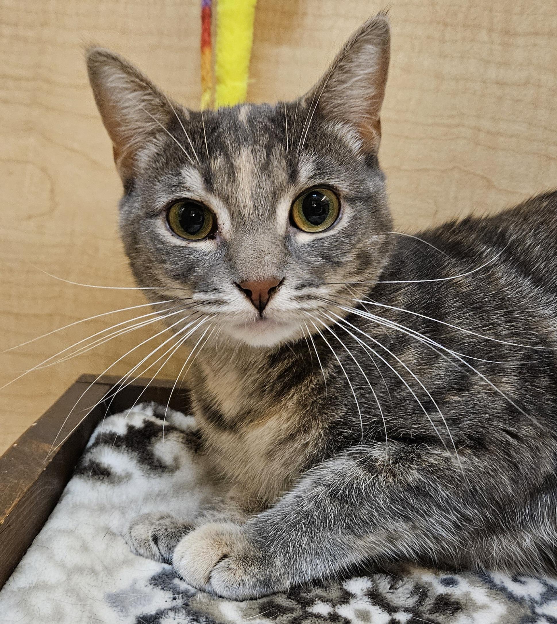 Enlarge Angie, a ADOPTABLE Domestic Short Hair in Liverpool, NY image 3/5