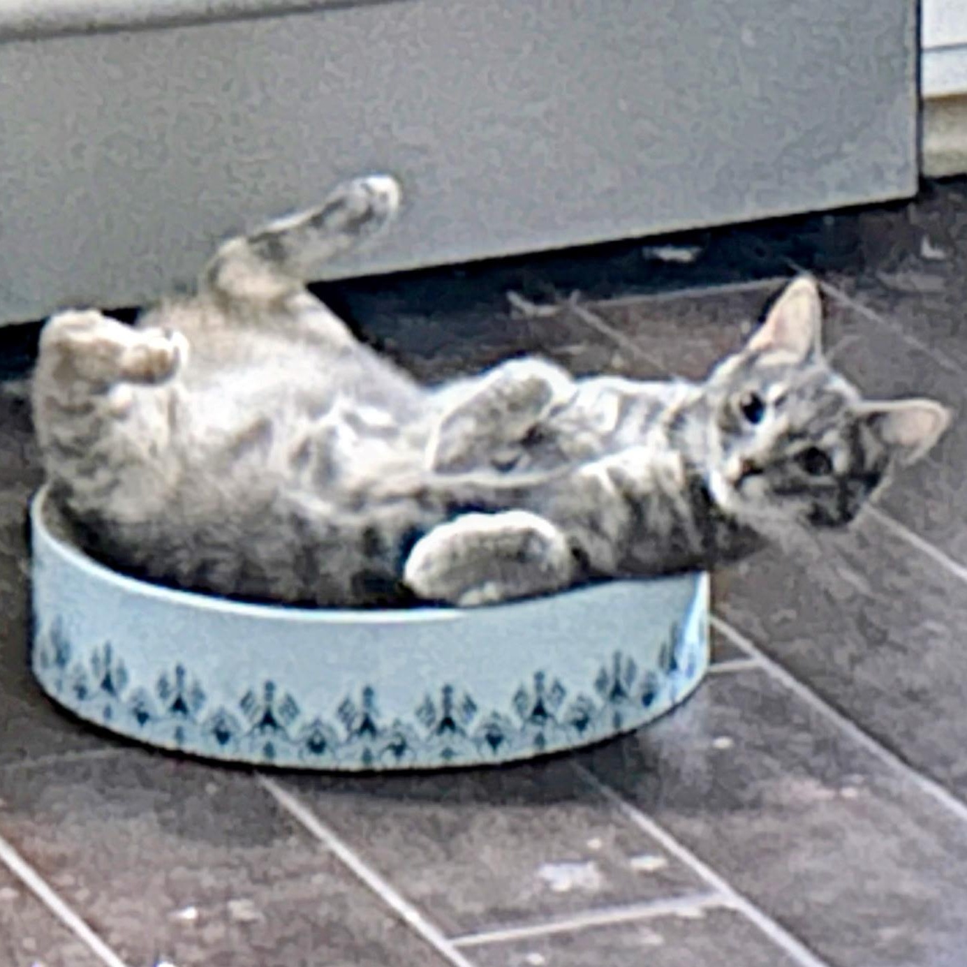 Enlarge Angie, a ADOPTABLE Domestic Short Hair in Liverpool, NY image 2/5