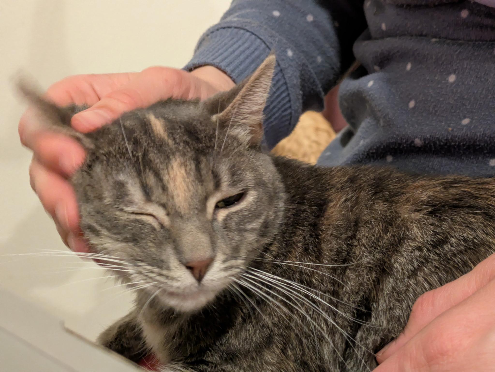 Enlarge Angie, a ADOPTABLE Domestic Short Hair in Liverpool, NY image 5/5