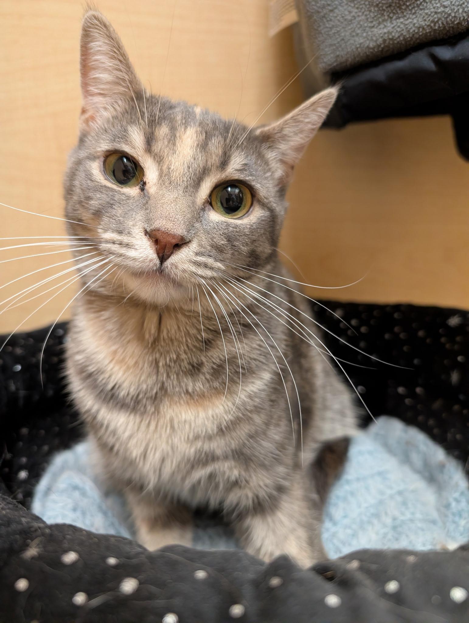 Enlarge Angie, a ADOPTABLE Domestic Short Hair in Liverpool, NY image 1/5