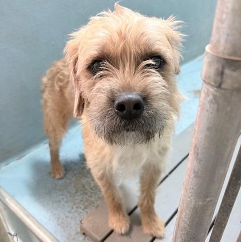Johnny Cash, Adoptable, Young Male Poodle & English Bulldog.